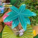 Caixa Moana 2 – Estampas